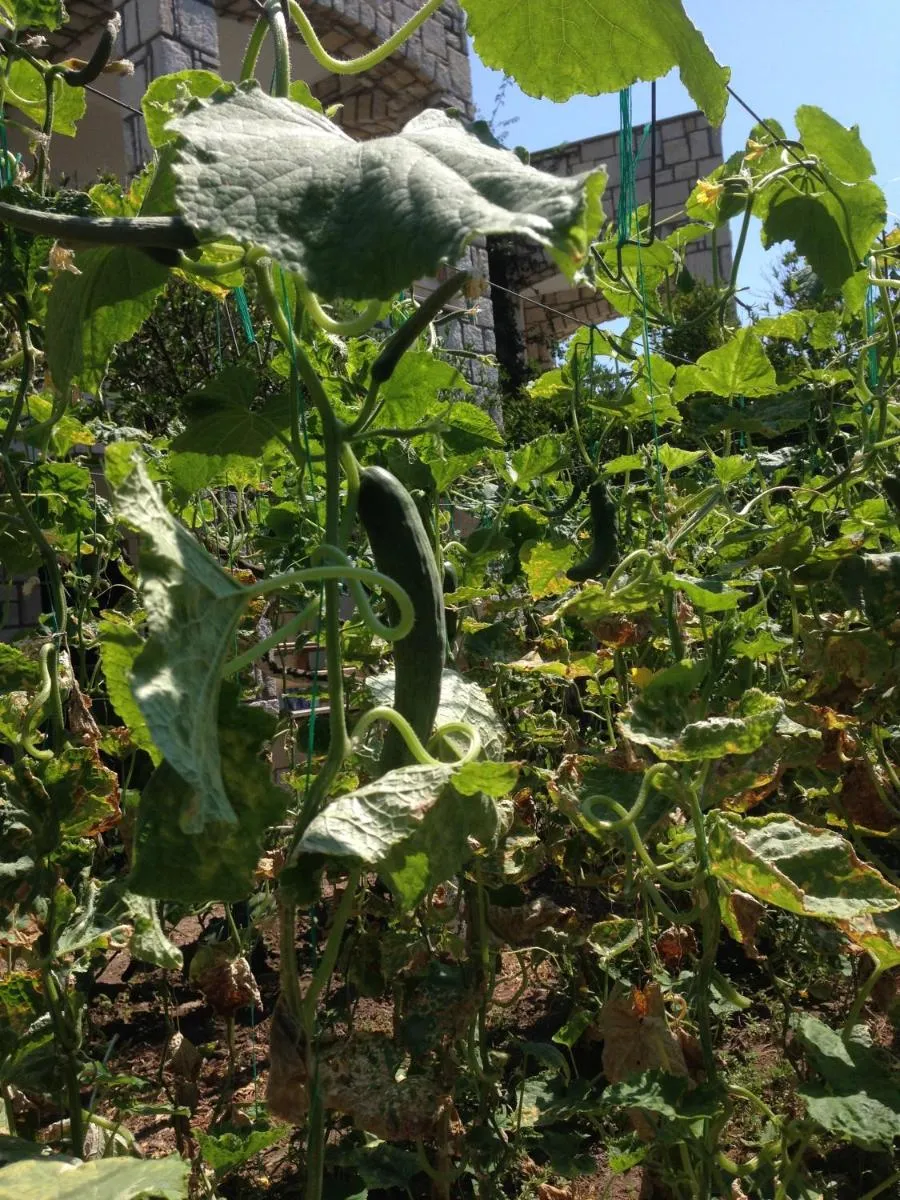 Image 6 of Sun Garden Apart Hotel